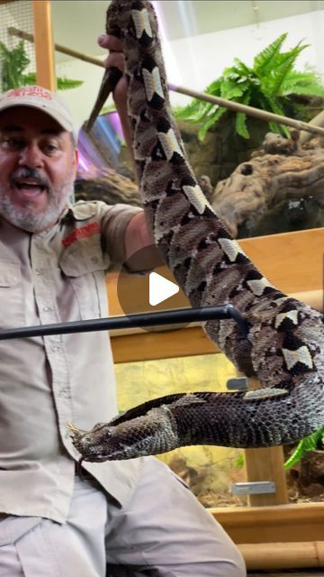 Jay Brewer on Instagram: "VENOMOUS VIPER🤯 This is a Rhino Viper and this guys got horns for some reason, as if he wasn’t intimidating enough😅 They have super long fangs and are very dangerous😳 This one sure is beautiful but definitely not an animal  to be messed with🙌🤩 • �• • • #wow #cool #venomous #snake #viper #rhino #beautiful #amazing #animals #dangerous #color #pattern #wild #wildlife #snakes #quick #reels #reelitfeelit #reelsinstagram #insta #instagram #instagood #instalike #instamood #instadaily #instacool #nose #horns" Animals Dangerous, Venomous Animals, Venomous Snake, Viper Snake, Snake Venom, Amazing Animals, Insta Instagram, An Animal, Snakes