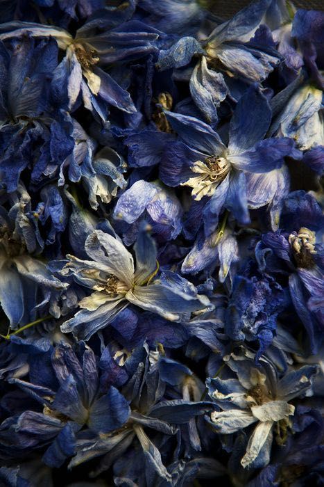 Ravenclaw Aesthetic, Delphinium, Arte Floral, Natural Forms, Ravenclaw, Color Textures, Ikebana, Flowers Photography, Color Inspiration