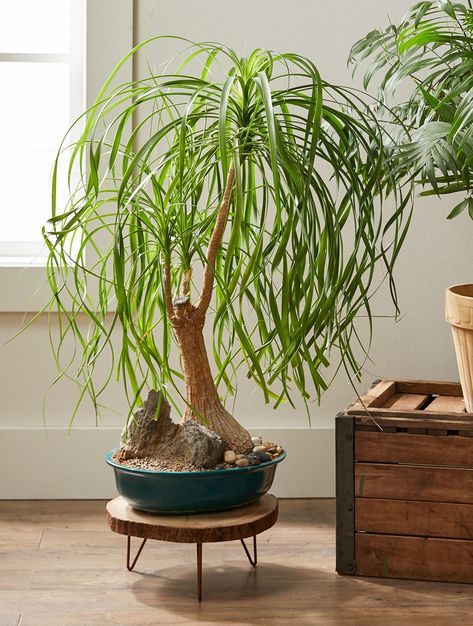 Houseplants add so much to our homes, but when you’re looking to really add some drama, decorating with indoor trees is the way to do it. These easy-care indoor trees will make a bold statement wherever you place them. #indoortrees #houseplants #bestindoortrees #tallhouseplants #bhg Ponytail Palm Tree, Easy Care Houseplants, Indoor Bonsai Tree, Gardening Vegetables, Zebra Plant, Corn Plant, Indoor Bonsai, Indoor Trees, Palm Plant