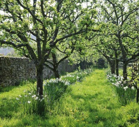 rural Herefordshire, near Hay-on-Wye More Orchard Garden, Lost Garden, Wild Flower Meadow, Meadow Garden, Garden Care, Garden Cottage, Farm Gardens, Country Gardening, The Grass