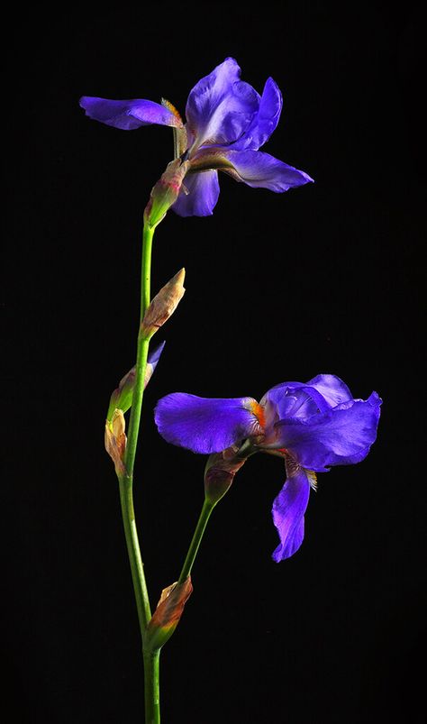 Blue Iris Flowers, Iris Versicolor, Flower Identification, Off Camera Flash, Blue And Purple Flowers, Manual Mode, 5 O Clock, Unusual Flowers, Purple Iris