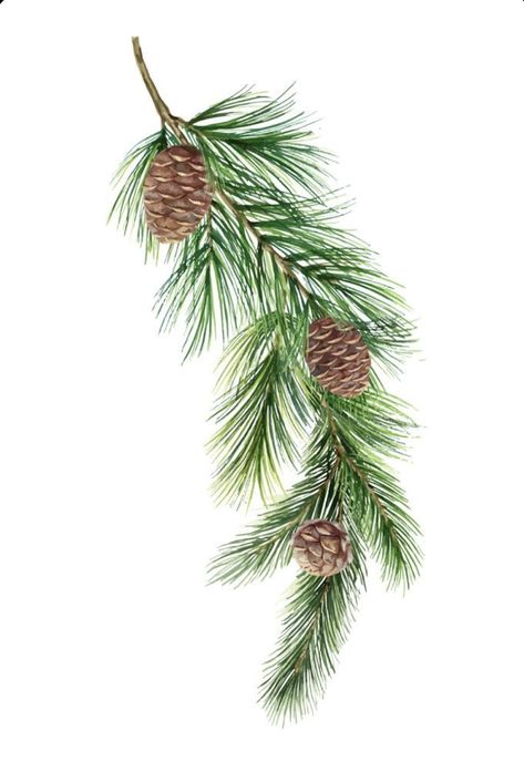 Pine Cone Drawing, Spruce Branch, Mug Noel, Christmas Tree Illustration, Christmas Branches, Illustration Kunst, Watercolor Vector, Watercolor Green, Christmas Card Art