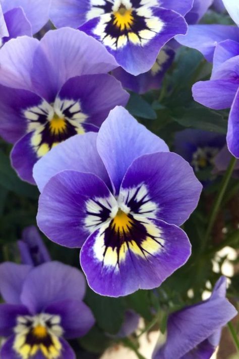 Choosing the right autumn plants can keep your outdoor space fresh and colourful – even when the temperatures drop. September is actually a great time to plant; the soil is still warm and there should be enough rain to get everything bedded in. From Crocus to Cyclamen to Pansy (pictured), discover the best autumn-flowering plants for your garden (Photo: Getty). Wildflower Tattoos, Autumn Flowering Plants, Autumn Plants, Paint Nature, Purple Pansies, Flower Nail Designs, Bright Florals, Pansies Flowers, Flowering Plants