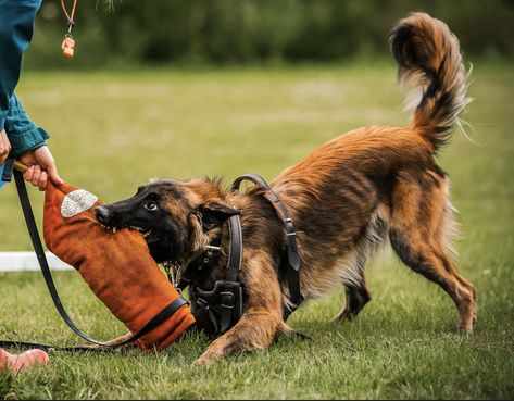 Conditioned Dogs, Silly Puppies, Shiloh Shepherd Dog, Belgian Tervuren, Fit Dogs, Belgian Malinois Dog, Dog Sports, Malinois Dog, Working Dog