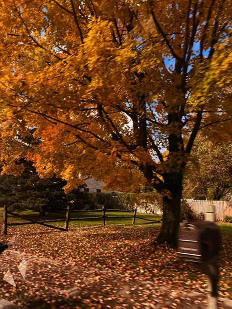 Leaves Aesthetic Fall, Fall Pictures Leaves, Summer Autumn Aesthetic, Stockholm Fall Aesthetic, Leaves Astethic, Sunny Fall Aesthetic, Autumn Nature Aesthetic, Spooky Autumn Aesthetic, Fall Aesthetic Vibes