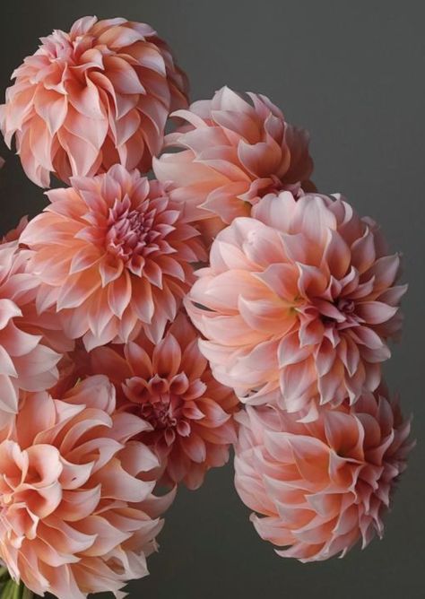 Peaches N Cream Dahlias, Salmon Color Flowers, Terra Cotta Dahlia, Light Pink Dahlia, Peaches And Cream Dahlia, Dahlia Flower Types, Peach Dahlia Bouquet, Peach Flowers Aesthetic, Pink Dahlia Bouquet