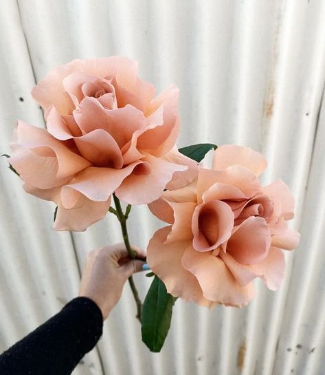 v i d a. f l o r a. on Instagram: "What a stunner 🤍 Beautiful Moab rose, you so pretty . . . . . #moab #moabrose #rose #weddingflorist #weddingflowers #fremantleflorist #perthweddings #perthflorist #forflowerlovers #flowergram #flowers #floristlife" Moab Rose Bouquet, Moab Wedding Flowers, Moab Rose, Pink Flower Arrangements, Peach Bouquet, Flower Elements, Flower Board, Flower Types, Damask Wedding