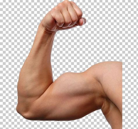 Muscle Arms, Biceps Muscle, Muscle Arm, Muscle Photo, Arm Muscle, Arm Exercise, Male Reference, Bicep Muscle, Strong Arm