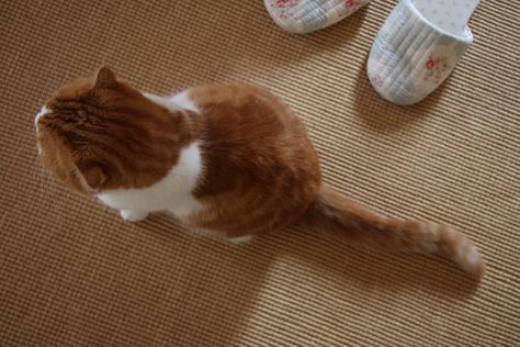 top view | Flickr - Photo Sharing! Cat Birds Eye View, Cat Top View, Anatomy References, Ceramics Sculpture, Dungeon Tiles, Cat Anatomy, Animal Anatomy, Cat Top, Anatomy Reference