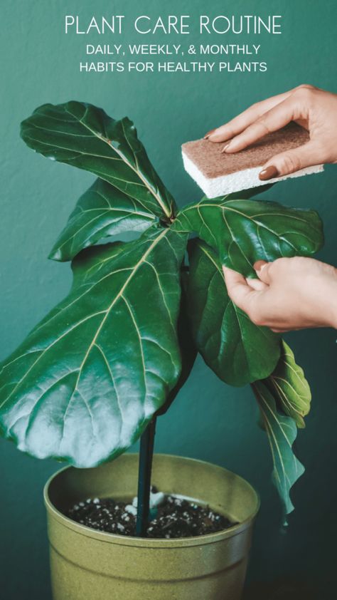 Houseplant Care, Natural Sponge, Backyard Inspiration, Fiddle Leaf, House Plant Care, Green House, How To Get Warm, Plant Care, Indoor Plants