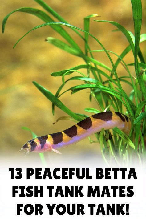 Create a flourishing betta fish tank with our expert advice on betta fish tank mates. Our blog post discusses the most suitable companions for your betta, contributing to a dynamic and healthy aquarium. Click to uncover the best options for your tank! Fish Compatible With Betta, Betta Fish Tank 10 Gallon, Beta Tank Mates, 8 Gallon Fish Tank Ideas, How To Set Up A Fish Tank, Betta Fish Terrarium, Koi Betta Fish Tank, Betta Fish Setup, Koi Fish Aquarium Indoor