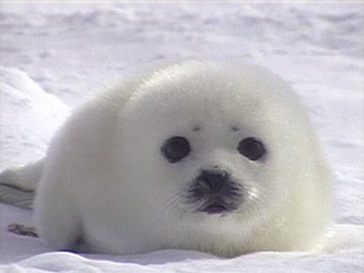 Baby Harp Seal, Harp Seal, Cute Seals, Seal Pup, Baby Seal, Silly Animals, Cute Creatures, Cute Little Animals, Sea Animals