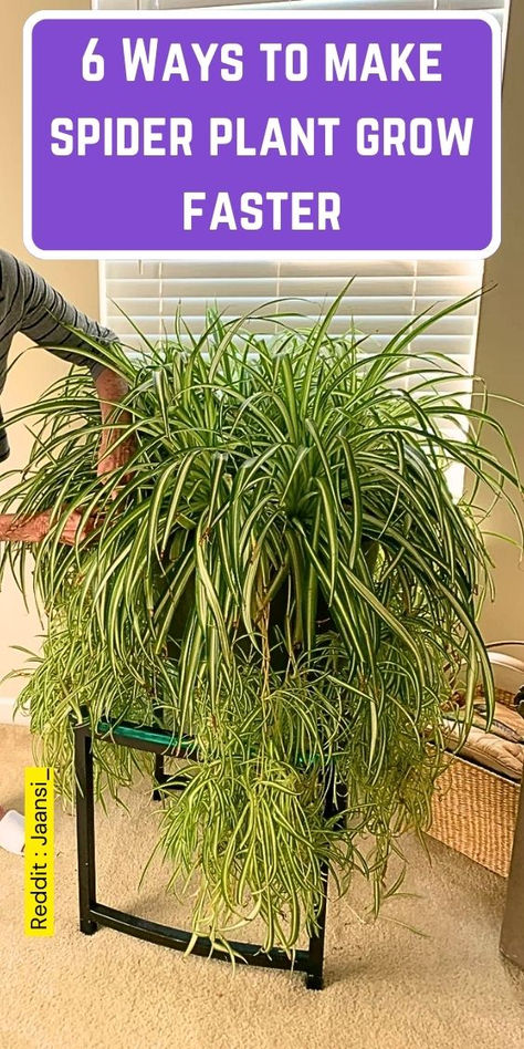 Discover 6 effective ways to make your spider plant grow faster! This guide  covers essential tips on how to grow spider plants, including caring for  spider plants, repotting techniques, and the best indoor gardening  supplies. Learn how to care for your spider plant, from organic pest  control to choosing the right potting soil. Perfect for both beginners and  experienced indoor gardeners, this resource will help you nurture your  household plants, including snake plants and mother plants. How To Grow Spider Plants, How To Care For Spider Plants Indoors, Best Pots For Indoor Plants, Spider Plant Container Ideas, How To Propagate Spider Plant, Spider Plant Varieties, Spider Plant Decor Ideas, Indoor Plant Organization Ideas, Full Sun Indoor Plants