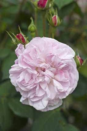 Discovered by Edward A. Bunyard, Maidstone, Kent. Introduced by T. Hilling & Co. of Chobham, Surrey in 1945 as '"Fantin-Latour"'. Centifolia. Found rose. Fantin Latour Rose, Fantin Latour, Heritage Rose, Centifolia Rose, Henley On Thames, National Trust, Cottage Garden, High Quality Art Prints, Garden Ideas