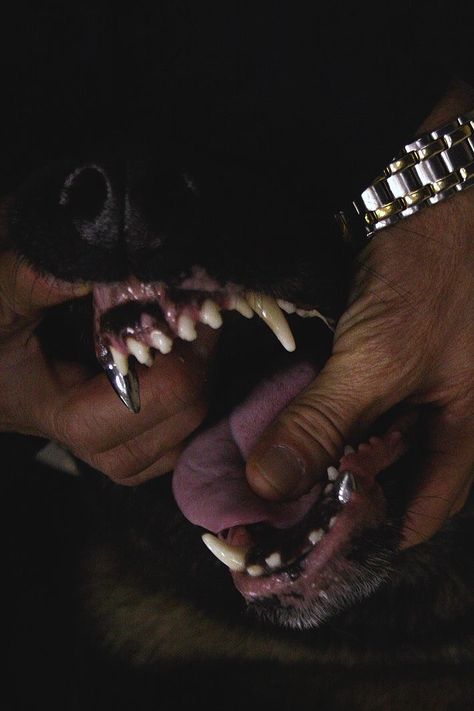 Scary Dogs, Bad Dog, I'm With The Band, Dog Teeth, Jolie Photo, Doberman, Rottweiler, Graphic Poster, Pitbull