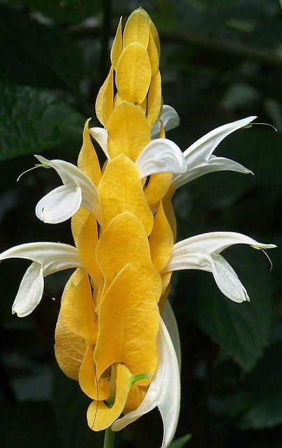 ~~Lollipop Flower ~ Magic Wings Butterfly Conservatory by rich66~~ Lollipop Flower, Butterfly Conservatory, Magic Wings, Flower Magic, Wings Butterfly, Strange Flowers, Unusual Plants, Unusual Flowers, Rare Flowers