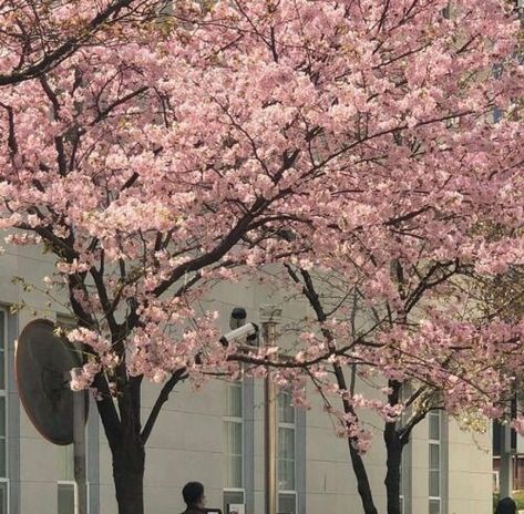 Spring Core, Cherry Blossom Trees, Cherry Blossom Season, Sakura Tree, Nothing But Flowers, Japan Aesthetic, Aesthetic Japan, Spring Aesthetic, Blossom Trees