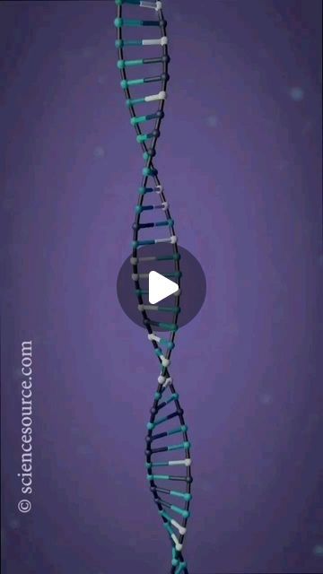 Biochemistry_guide on Instagram: ""Unlocking the Mysteries of Gene Expression: A Journey Through Transcription and Translation 🧬✨ From the intricate dance of molecules within the nucleus to the bustling activity of ribosomes in the cytoplasm, gene transcription and translation are the fundamental processes that orchestrate the expression of our genetic information. Delve into the fascinating world of molecular biology as we unravel the complexities of how DNA is transcribed into RNA and translated into proteins, shaping the very essence of life itself. Join us on this captivating voyage as we explore the mechanisms, regulation, and significance of gene expression, paving the way for a deeper understanding of cellular function and the potential for groundbreaking discoveries in biotechnolo Dna Translation, Dna Transcription And Translation, Dna Transcription, Transcription And Translation, The Mechanisms, Gene Expression, Life Itself, Molecular Biology, Biochemistry