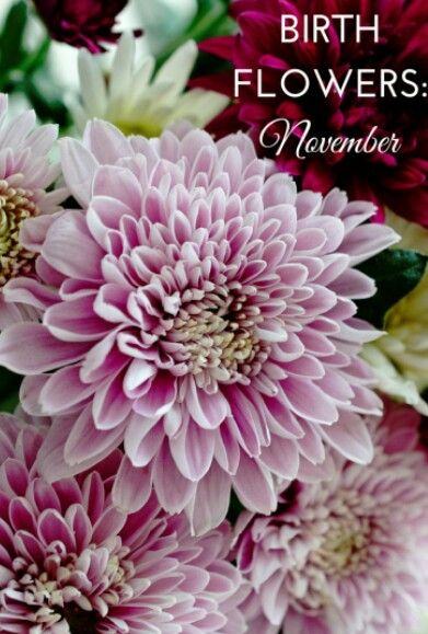 November Birth Flower Nov Flower Tattoo Birth Month, November Flower, Birthday Month Flowers, November Birth Flower, November Calendar, Wrist Flowers, November Birthday, Calendar Ideas, Chrysanthemum Flower