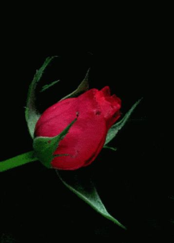 Rose Flower GIF - Rose Flower Blooming - Discover & Share GIFs Roses Gif, Rosé Gifs, Beau Gif, Rosé Gif, Single Red Rose, Rose Flower Wallpaper, Flowers Gif, Rose Images, Rose Pictures