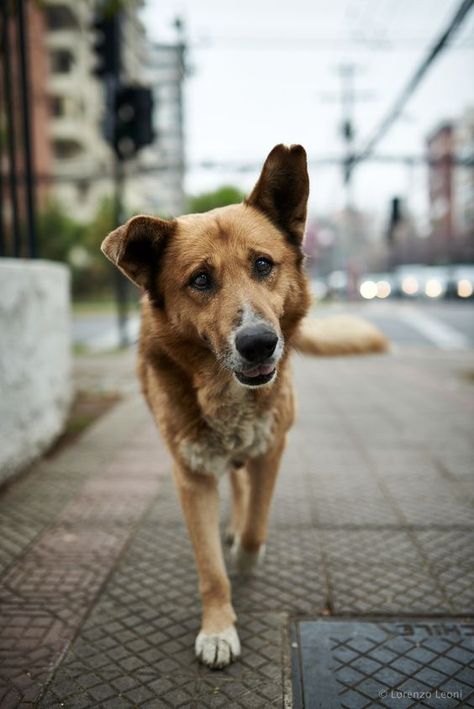 Urban Dog, Mutt Dog, Poor Dog, Street Dogs, Dog Projects, Mixed Breed Dogs, Cute Funny Dogs, Pet Life, Dog Walker