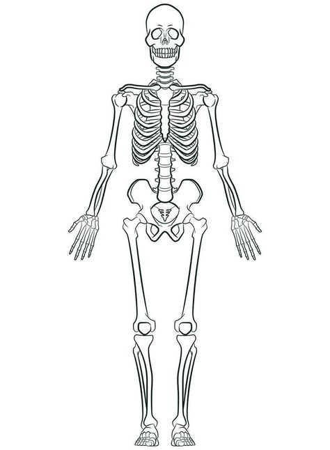 Sketch Human Biology Skeleton System Diagram Circulatory System Drawing Easy, Full Skeleton Drawing, Skeletal System Drawing, Skeleton Art Drawing Sketch, Skeleton Body Drawing, Human Skeleton Drawing, Draw Skeleton, Skeletal Drawing, Skeleton Art Drawing