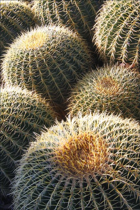 Cactus Photos, Cactus Aesthetic, Golden Barrel Cactus, Cactus Photography, Oc Reference, Barrel Cactus, Desert Botanical Garden, Phoenix Arizona, Realistic Drawings