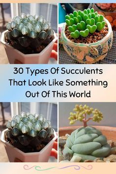 Lithops Succulents, Types Of Succulents Plants, Succulent Garden Indoor, Succulent Garden Design, Succulent Garden Diy, Types Of Succulents, Growing Succulents, Succulent Gardening, Succulents In Containers