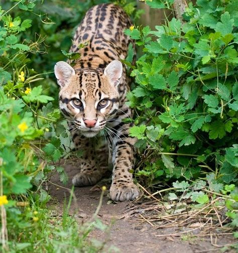 ocelot in bolivia its an exmple of fauna Cat Prowling, Dangerous Cat, Small Wild Cats, Cat Species, Animal Facts, Cat Facts, Domestic Cat, Beautiful Animals, Animals Of The World