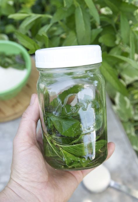 Post Image Mint Growing, Preserve Fresh Herbs, Mint Herb, Growing Mint, Preserving Herbs, Mint Plants, Mint Recipes, Gardening 101, Garden Harvest