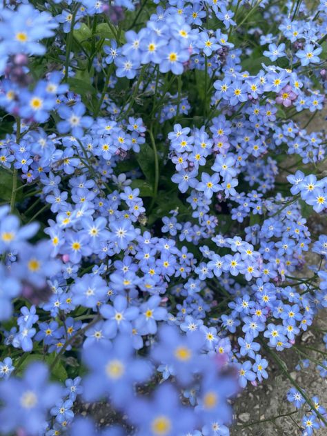 Forget me not flower may love happiness spring lovely lilac field of flowers Aesthetic Wallpaper Flower, Forget Me Nots Flowers, Summer Aesthetic Wallpaper, Food Anime, Pinterest Photography, Flower Purple, Wallpaper Flower, Ad Astra, Nothing But Flowers