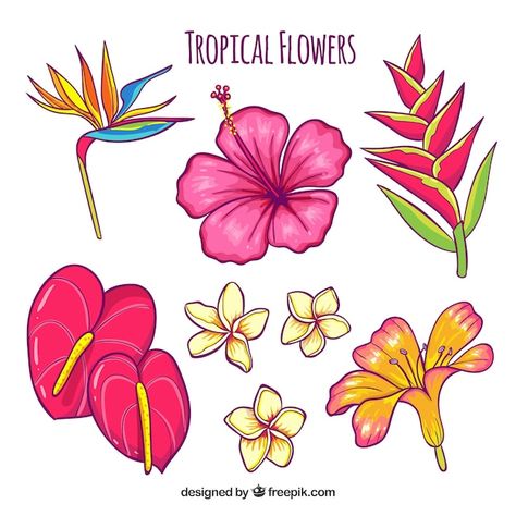 Download this Free Vector about Hand drawn tropical flower set, and discover more than 169 Million Professional Graphic Resources on Freepik. #freepik #vector #handdrawnplants #handdrawnfloral #handdrawnflowers Drawing Of Different Flowers, Tropical Flower Doodle, Flower Drawing Hawaiian, Island Flowers Drawing, Hawaiian Flower Doodle, Hand Drawn Poster Ideas, Simple Tropical Flower Drawing, Hawaiian Flower Illustration, Tropical Things To Draw