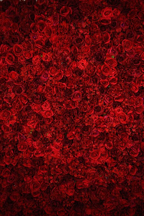 Red Rose Garden Wallpaper, Roses Background Photoshoot, Rose Background Photoshoot, Rose Backdrop Photoshoot, Red Flowers Wallpaper Backgrounds, Red Flower Backdrop, Red Wedding Background, Red Background Flower, Red Roses Backdrop