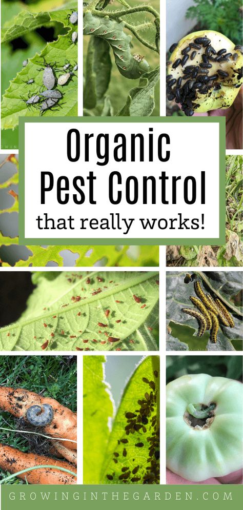 Organic Insecticide, Organic Gardening Pest Control, Organic Pesticide, Organic Pest Control, Natural Pest Control, Garden Pest Control, Organic Vegetable Garden, Pest Management, Insect Control