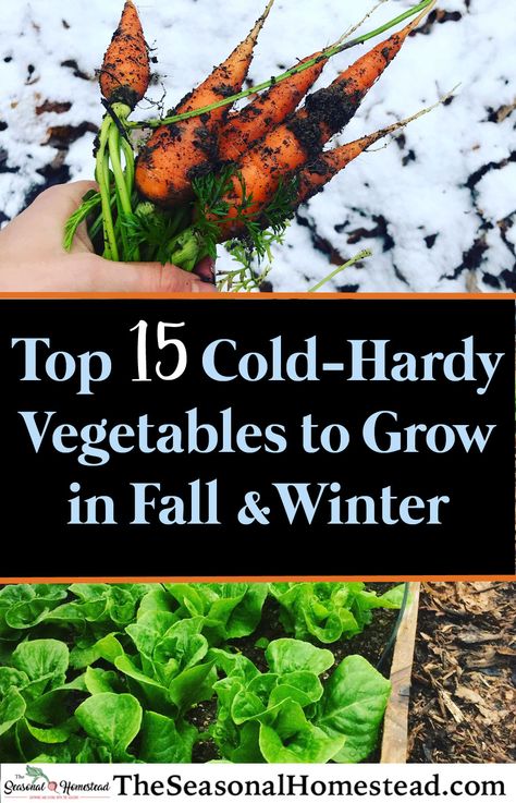 Frost Tolerant Vegetables, Cold Hardy Vegetables, Winter Garden Plants, Cold Tolerant Plants, Seasonal Homestead, Homegrown Herbs, Winter Sowing, Vegetables To Grow, Winter Vegetables Gardening