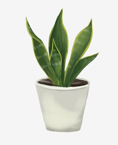 cartoon illustration,tigertail orchid,green leaves,white flower pot,beautiful potted plant,hand drawn potted illustration,flower clipart,hand clipart,drawn clipart,plant clipart,pot clipart,leaves clipart,beautiful clipart Orchid Png, Plant Clipart, White Flower Pot, Plant Cartoon, Plant Doodle, Frame Floral, Succulent Art, Leaf Clipart, Plant Wallpaper