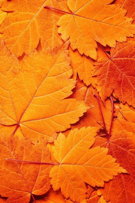 I can use the leaves to see the texture and the colours of the autumn leaves. Wallpaper Tumblr, Orange Aesthetic, Orange Leaf, Orange Wallpaper, Orange Is The New, Orange Crush, Yellow Leaves, Dalai Lama, Aesthetic Colors