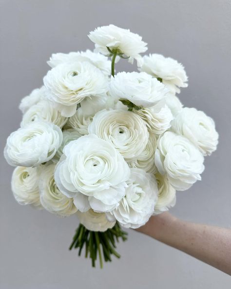 When white peonies haven’t started yet. Ranunculus will never ever disappoint - check out those fluffy ruffles!! 🤍🤍🤍 Ranunculus Bouquet White, Ranunculus Bridal Bouquet, White Peony Bouquet Wedding, Ranunculus Wedding Bouquet, Ranunculus Wedding, White Peonies Bouquet, Ranunculus Bouquet, Bridesmaid Bouquet White, Bridal Bouquet Peonies