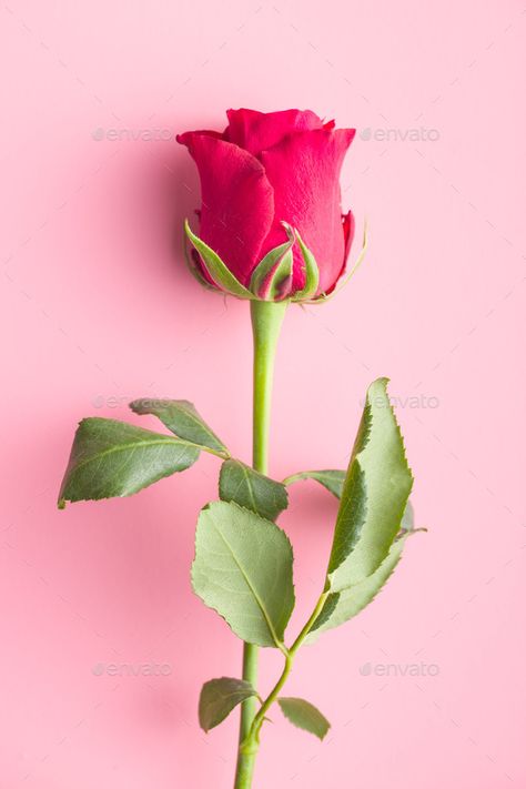 Red Rose Flower, Red Rose, Rose Flower, Roses, Red, Pink