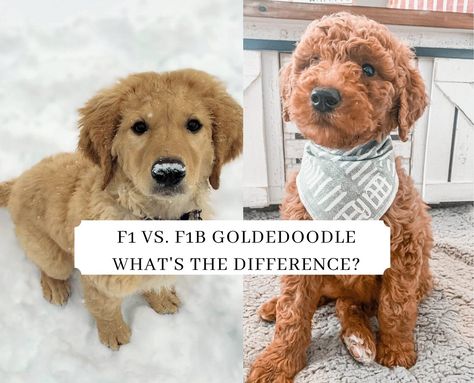 There are significant differences between an F1 vs. F1B Goldendoodle in terms of shedding, hypoallergenic traits, and hybrid vigor traits. Read our guide! F1 Goldendoodle, Goldendoodle Black, F1b Goldendoodle, Parti Poodle, Dog Crossbreeds, Doodle Dogs, Dog Breeders, Golden Doodles, Goldendoodle Puppies