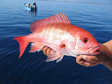 Snapper Snapper Fish, Islamorada Florida, Seafood Market, Flora Y Fauna, Red Snapper, Fishing Quotes, Fishing Charters, The Florida Keys, Beach Fishing