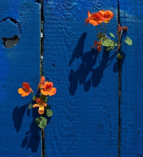 ** Orange & blue Blue Fence, Orange Aesthetic, Love Blue, Complementary Colors, Mellow Yellow, Color Textures, Orange Flowers, Blue Aesthetic, 그림 그리기