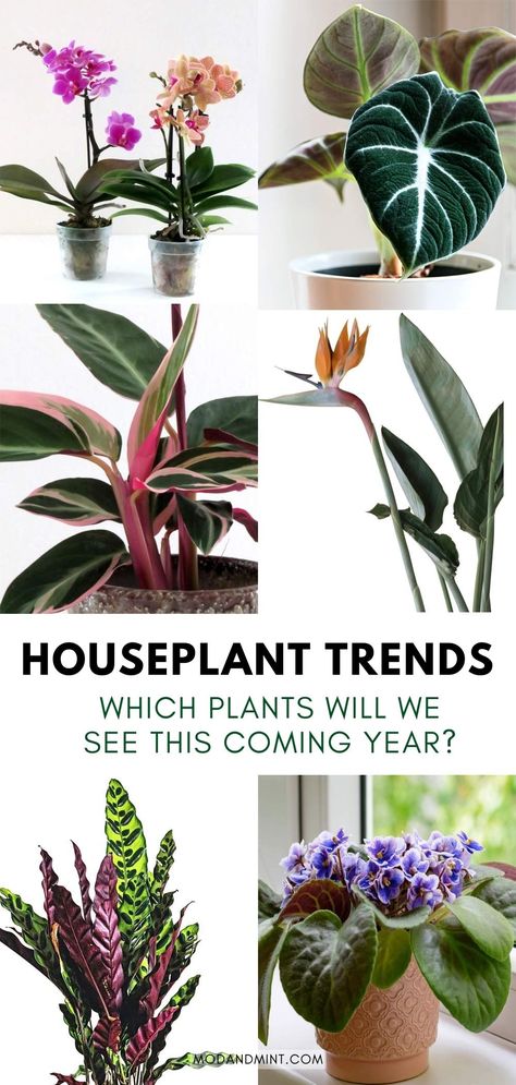 Looking to buy some new plants in the new year? Discover the biggest houseplant trends for 2023! These are a few of the houseplants that we'll be seeing a lot more of in the coming year. modandmint.com. Rare Houseplants 2023, Trendy Plants 2023, Plant Trends 2023, Indoor Plant Trends 2023, Trendy Plants Indoor, Trending Plants 2023, Large House Plants Indoor, Low Light Plants Indoor, Must Have Plants