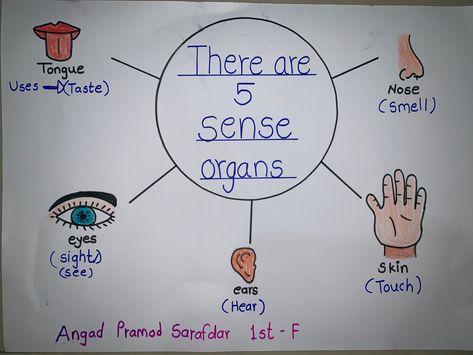 Chart On Sense Organs, 5 Sense Organs Chart, Sense Organs Drawing, Sense Organs Project For Kids, 5 Sense Organs, Sense Organs Chart, Organs Drawing, Senses Drawing, Sense Organs Worksheets