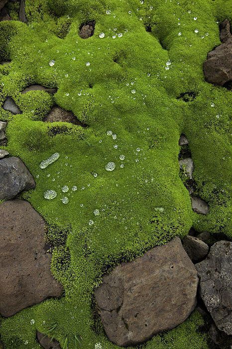 Mos Wand, Lichen Moss, Rei Kawakubo, Moss Garden, Code Black, Volcanic Rock, Water Droplets, Shade Garden, Green Aesthetic