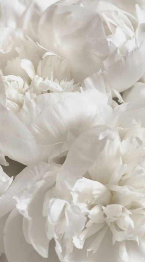 White Ethereal Aesthetic, White Elegant Aesthetic, Soft White Aesthetic, Environment Issues, Peonies White, Peony White, Black And White Movie, Fashion Art Prints, Peony Painting