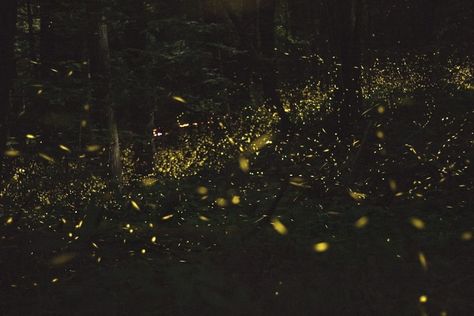 Want to experience the ultimate light show in nature? Look no further! Our ultimate guide to catching the synchronous fireflies in the Smoky Mountains is here to make your summer glow brighter than ever! 🌟✨ From submitting your lottery ticket to tips on how to avoid firefly traffic jams (yes, it's a thing), we've got you covered. Get ready to light up your Insta feed with some epic firefly selfies and memories that'll spark joy for a lifetime! 🔥💫 ... #GlowWithTheFlow #SynchronousFireflySqua... Firefly Aesthetic, Fireflies Aesthetic, Synchronous Fireflies, Firefly Lantern, Fire Flies, Blood Mage, Lottery Ticket, Warrior King, Spark Up