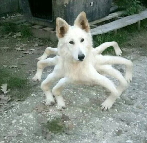 33 Funny Memes & Pics to Feed Your Humor Appetite 24 Spider Dog, Images Terrifiantes, Weird Images, Funny Animal Jokes, 웃긴 사진, Animal Jokes, Weird Animals, Funny Animal Pictures, 귀여운 동물