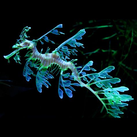 Weedy Sea Dragon, Weird Sea Creatures, Leafy Sea Dragon, Deep Sea Creatures, Water Dragon, Beautiful Sea Creatures, Underwater Creatures, Sea Dragon, Aquatic Animals