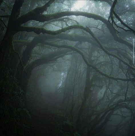 Aesthetic Dark Forest, Dark Naturalism, Dark Forest Aesthetic, Dark Fairycore, Forest Aesthetic, Dark Nature, Dark Green Aesthetic, Slytherin Aesthetic, Foggy Forest